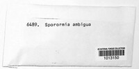 Sporormia ambigua image